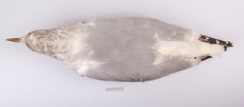 Media type: image;   Ornithology 41601